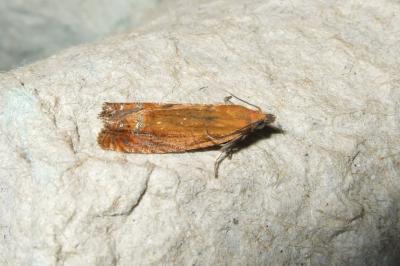 Lathronympha strigana