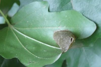 <i>Phyllonorycter acerifoliella</i>
