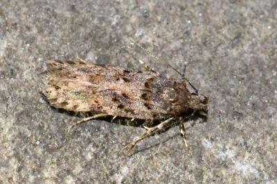 Teleiopsis diffinis