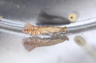Phyllonorycter quercifoliella