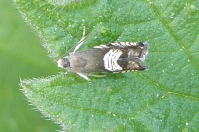 Grapholita compositella