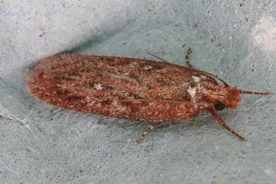 Depressaria olerella