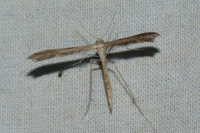 Stenoptilia