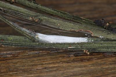 Leucoptera spartifoliella