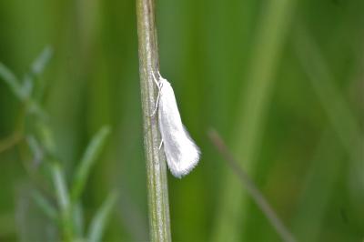 Elachista argentella