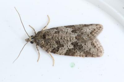 Cnephasia