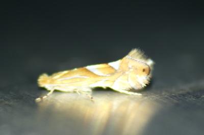 Phyllonorycter