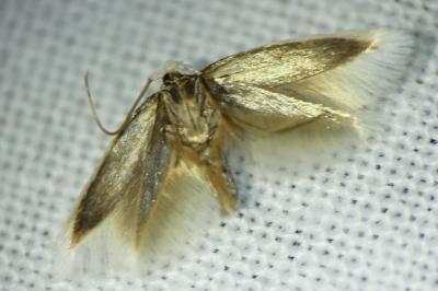 Pseudopostega
