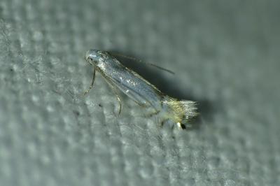 Phyllocnistis
