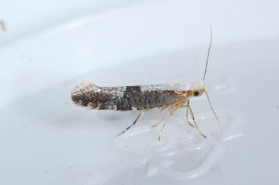 Argyresthia semifusca/spinosella