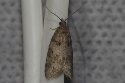 Cnephasia