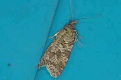 Cnephasia