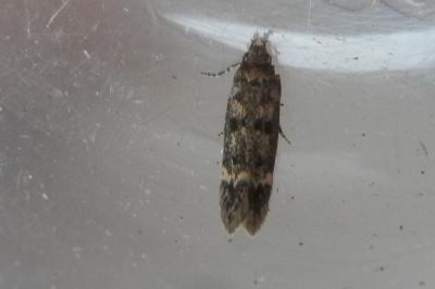 Bryotropha basaltinella