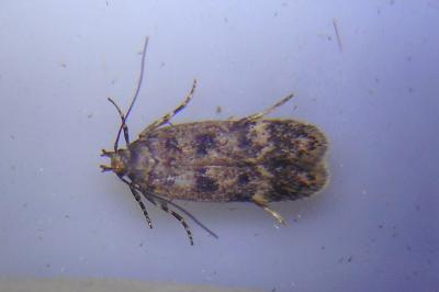 Bryotropha basaltinella