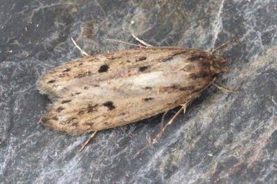 Hofmannophila pseudospretella