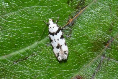 Pseudotelphusa scalella