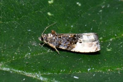 Hedya nubiferana