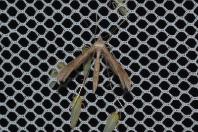 Stenoptilia