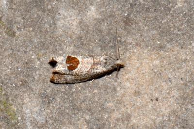 Notocelia uddmanniana