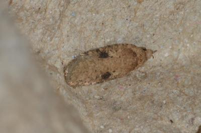 Agonopterix propinquella