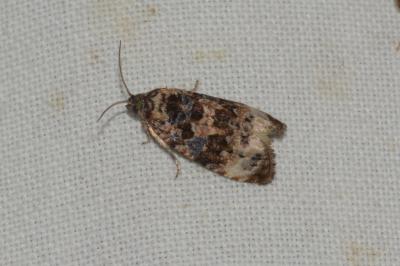 Endothenia