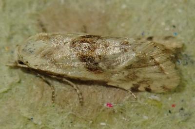 Cochylimorpha
