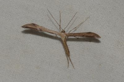 Emmelina