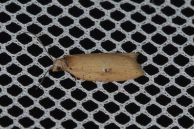 Acleris lorquiniana