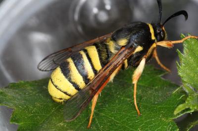 Sesia bembeciformis