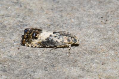 Pammene fasciana