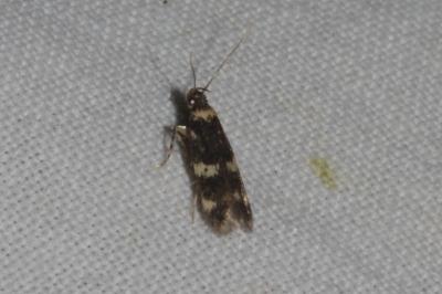 Oegoconia