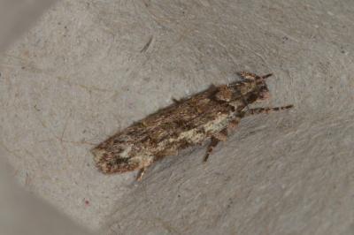 Psoricoptera gibbosella