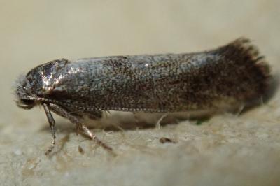 Swammerdamia