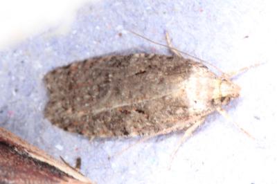 Agonopterix
