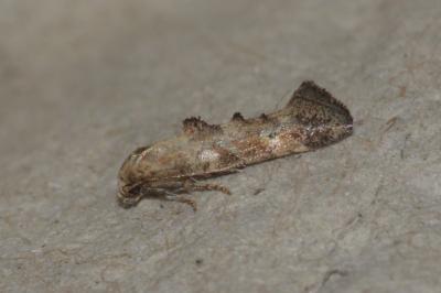 Epermenia