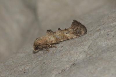 Epermenia