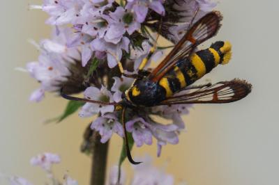 Synanthedon theryi