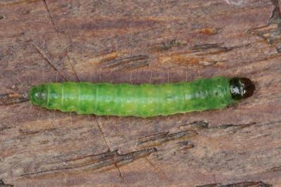 Acleris rhombana