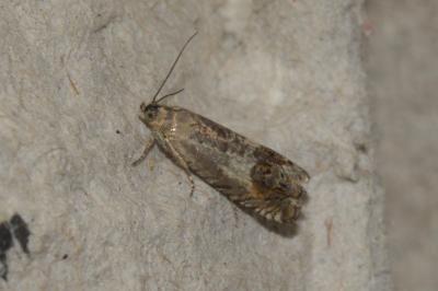 Cydia gr. succedana