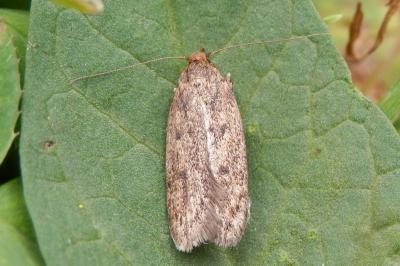 Hofmannophila pseudospretella