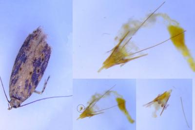 Scrobipalpa ocellatella