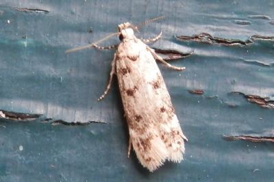 Bryotropha domestica
