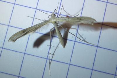 Stenoptilia