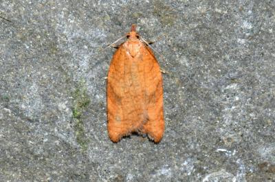 Acleris rhombana