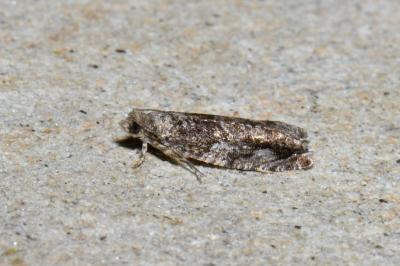 Epinotia