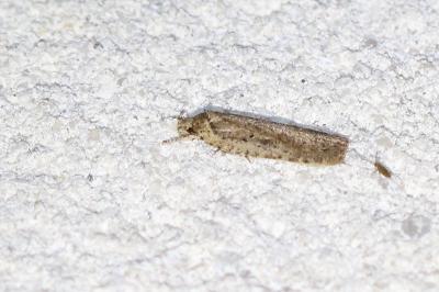 Agonopterix