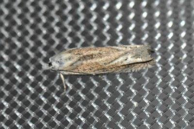 Eucosma albidulana