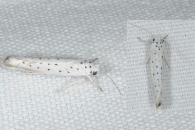 Yponomeuta