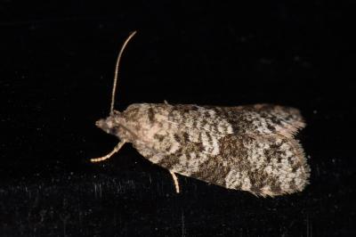 Cnephasia