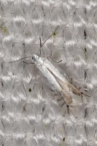 Phyllocnistis